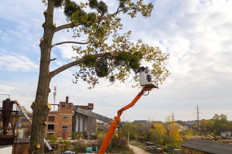 Home Tree Service