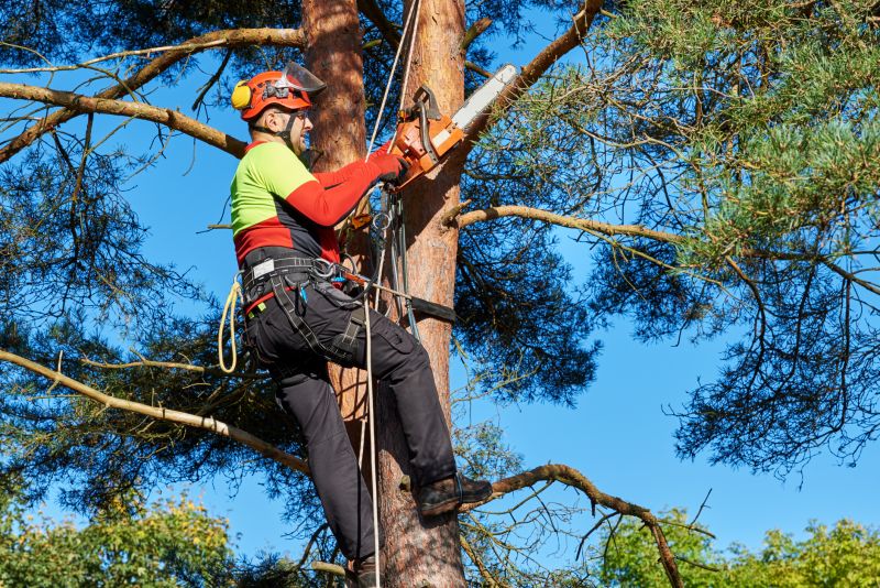 Home Tree Service