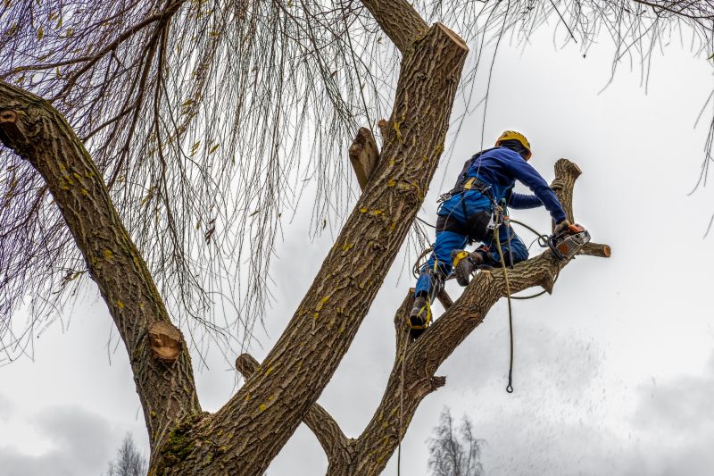 Home Tree Service