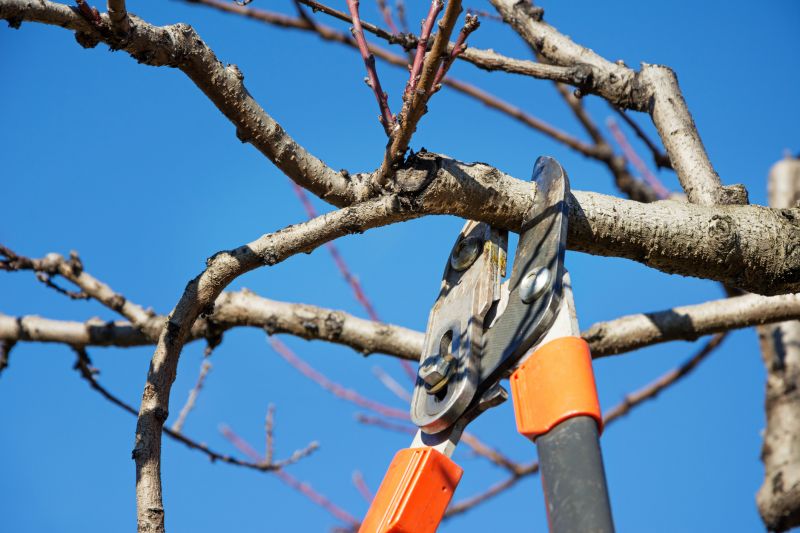 Home Tree Service detail