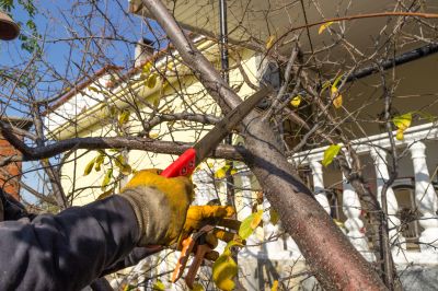 Home Tree Service detail