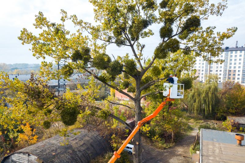 Home Tree Service