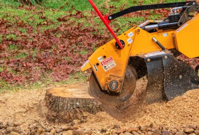 Tree Stump Removal in Aiken, SC