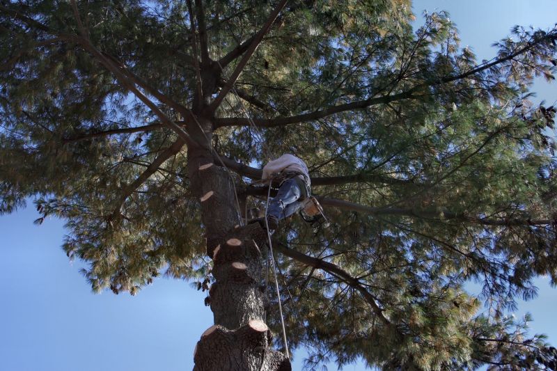 Tree Trimming Service
